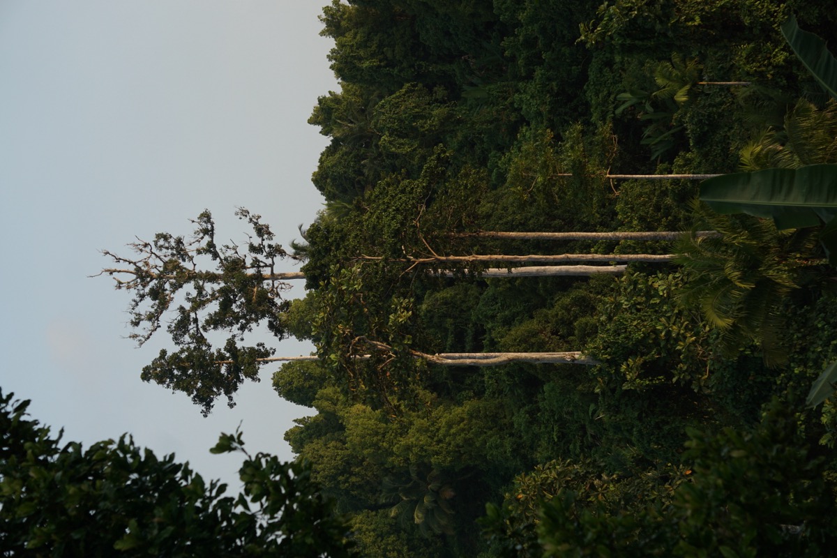 Mentawai rainforest